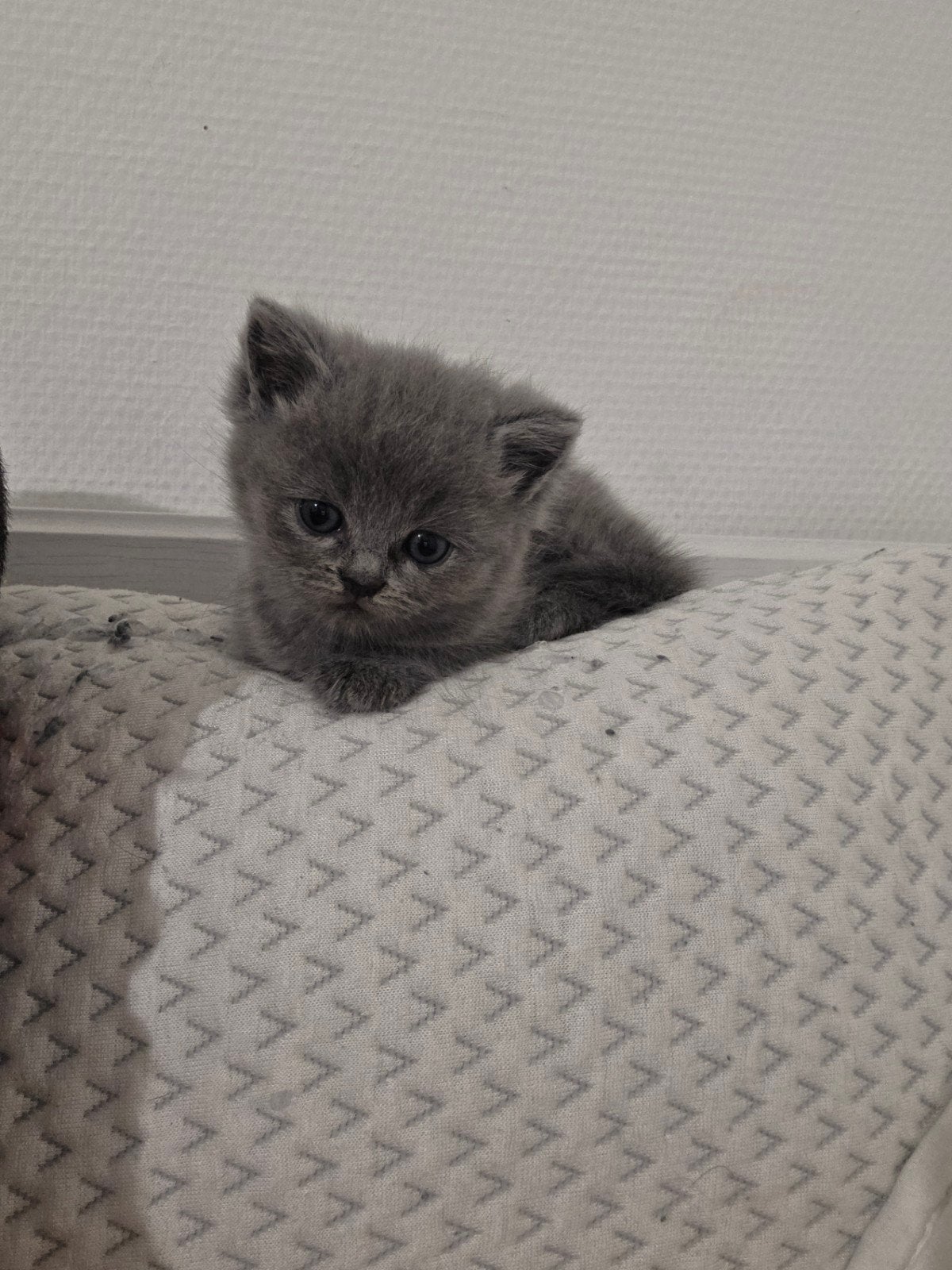 100% britsekorthaar kitten