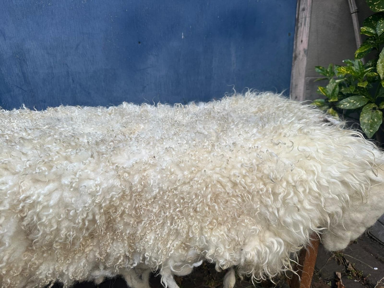 gevilte schapenvacht kleed BIO, 100 tot 150 cm, Wit, Nieuw, Overige vormen