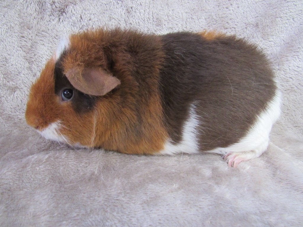 Enkele zeugen beschikbaar, Mei, Meerdere dieren, Cavia