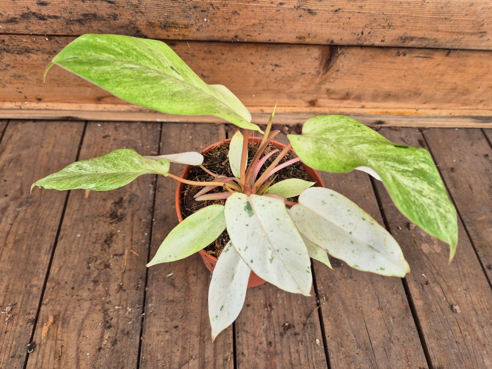 Philodendron Snowdrift p12 (12), Huis en Inrichting, Kamerplanten, Ophalen of Verzenden, Halfschaduw, Minder dan 100 cm
