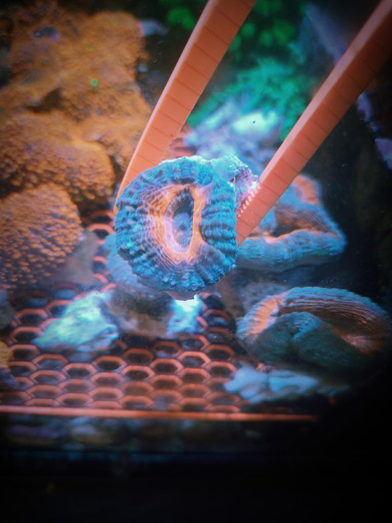 Lobophyllia stekken, Dieren en Toebehoren, Overige typen
