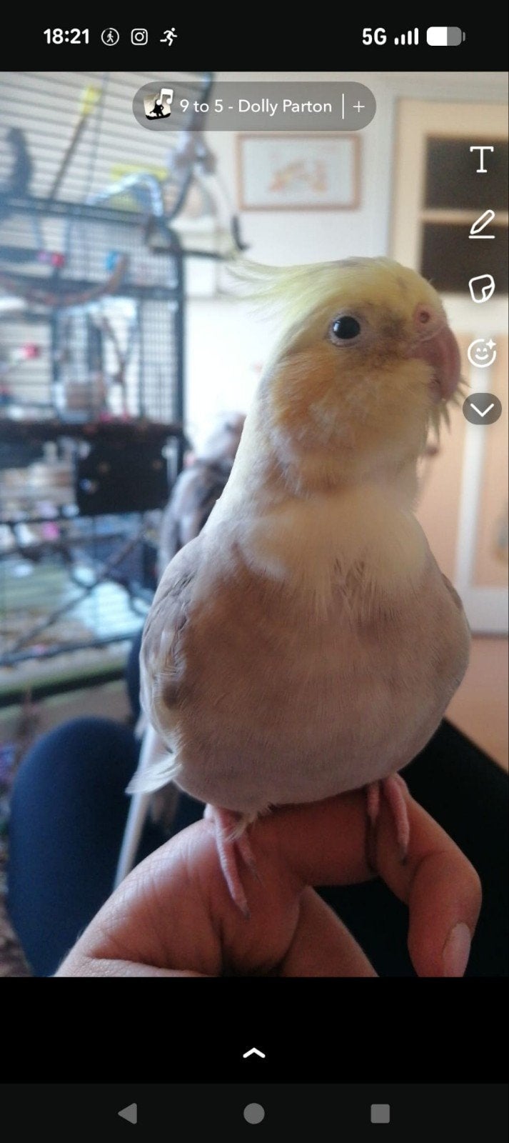 Vermist! valkparkiet Tweety IJmuiden, Vogel