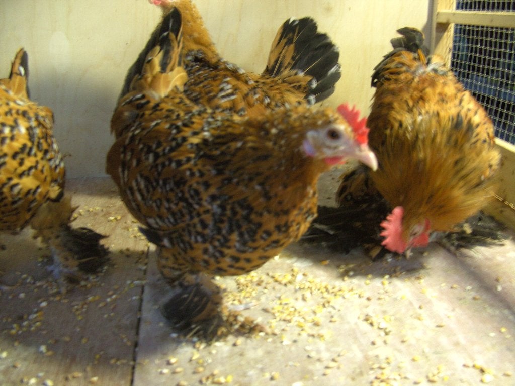 sabelpoot, Dieren en Toebehoren, Pluimvee, Meerdere dieren, Kip