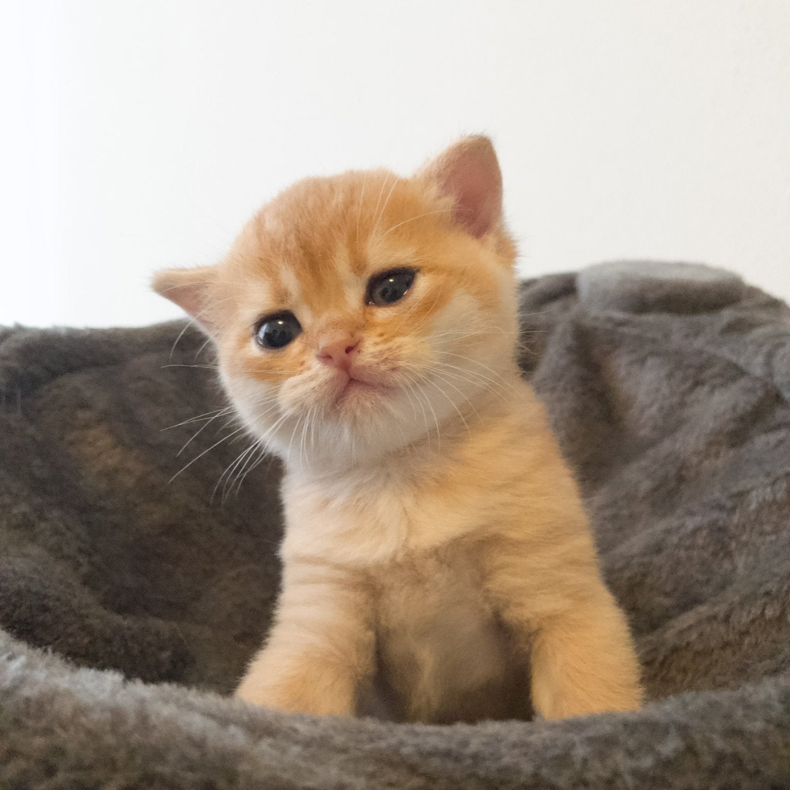 Britse Korthaar kittens te koop - 4 reuen en 1 poesje, Dieren en Toebehoren, Katten en Kittens | Raskatten | Korthaar, Meerdere dieren