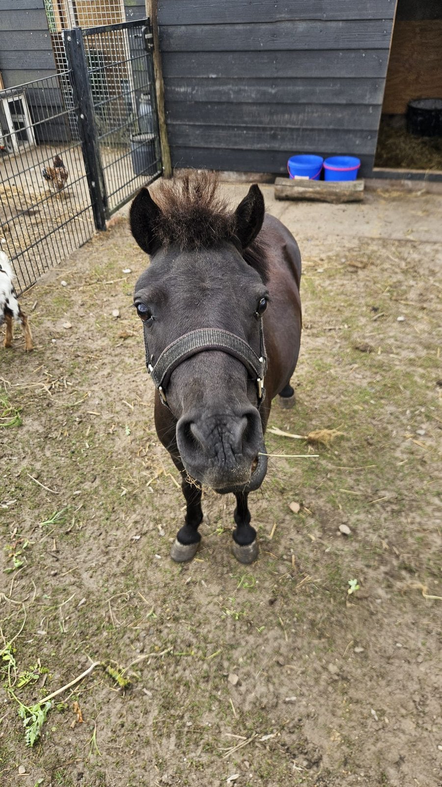 Shetland pony merrie, Dieren en Toebehoren, Merrie, A pony (tot 1.17m), 3 tot 6 jaar, Onbeleerd