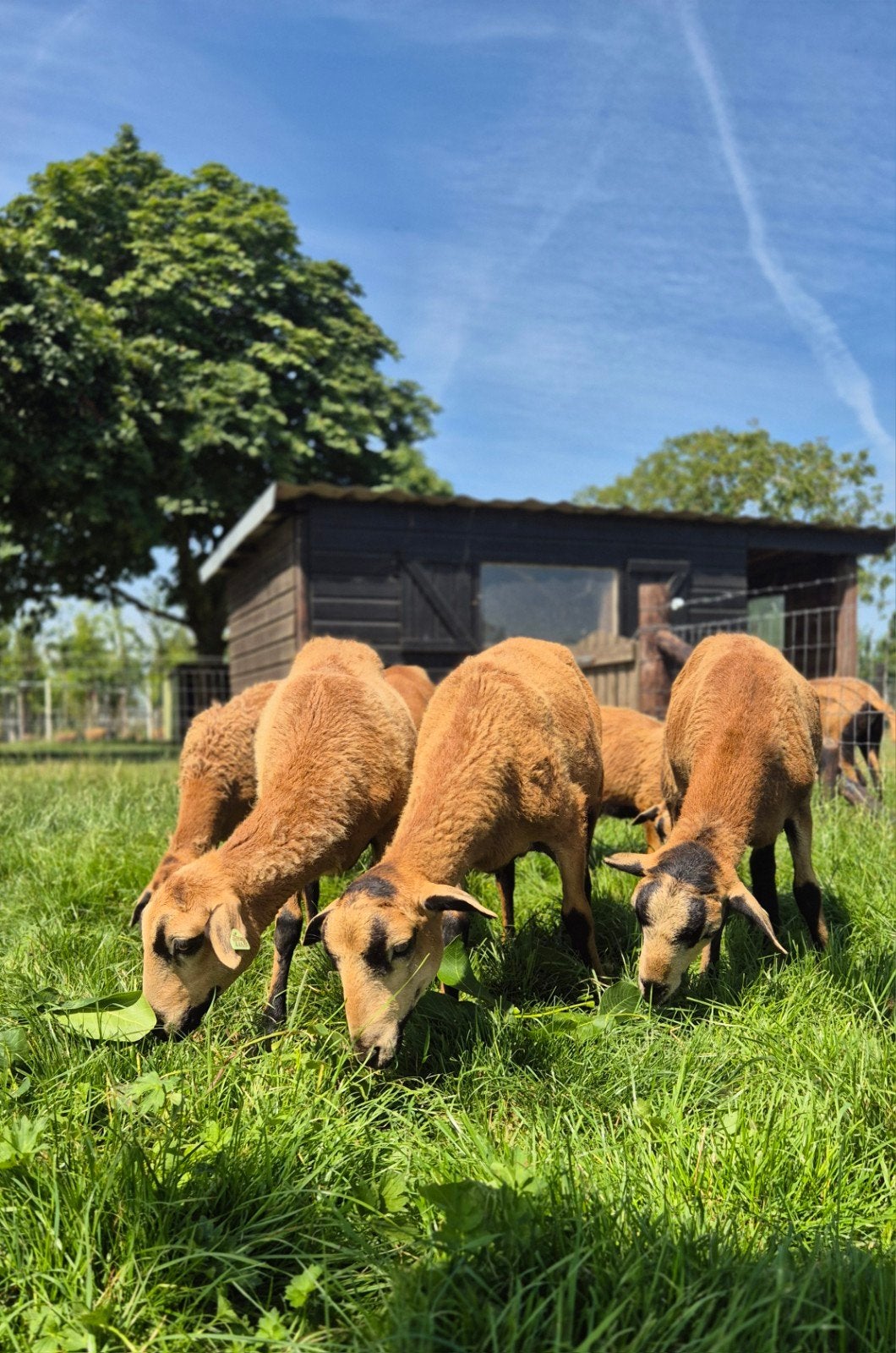 Mooie Barbados Blackbelly ooilammeren te koop, Vrouwelijk, Schaap, 0 tot 2 jaar