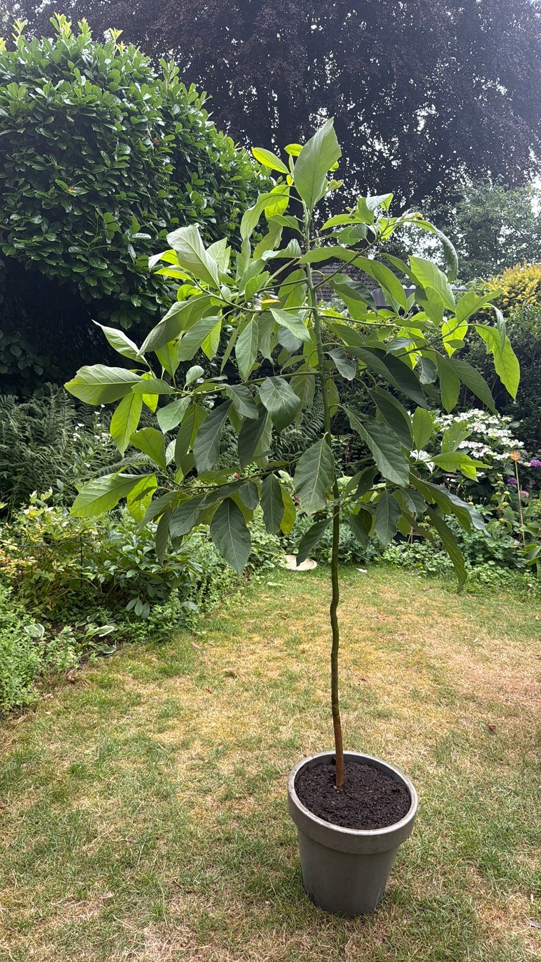 Avocado boom in grote pot, Tuin en Terras, Planten | Bomen, Bloeit niet, Overige soorten, 100 tot 250 cm, Ophalen