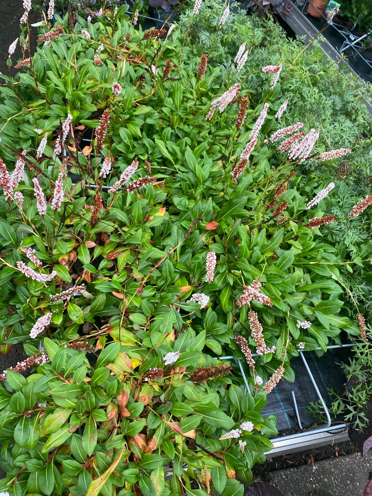 Persicaria 'Kabouter' - Bodembedekker met roze bloemen, Ophalen, Bodembedekkers, Volle zon, Vaste plant