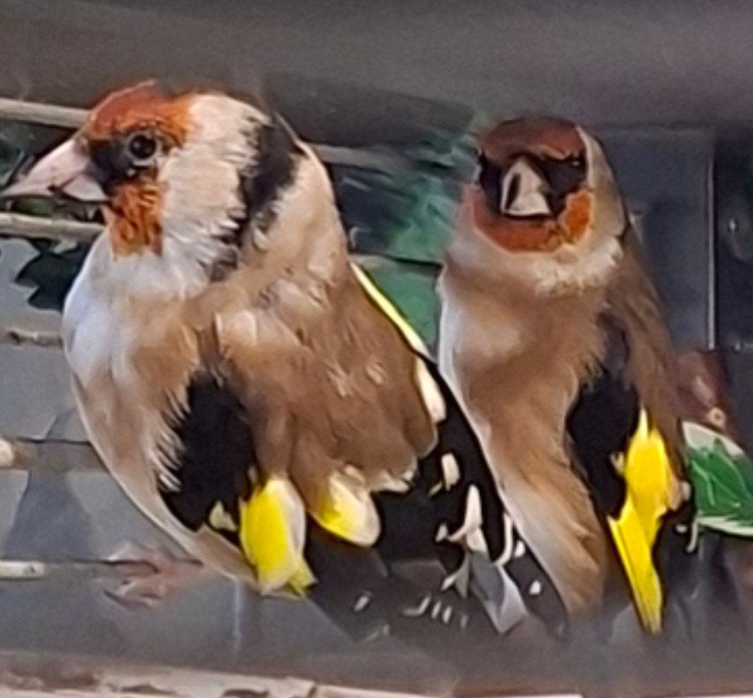 DIVERSE  VOGELS, Meerdere dieren, Geringd