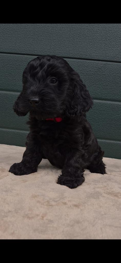 Cockapoo puppy's., Dieren en Toebehoren, Overige rassen, 8 tot 15 weken, Meerdere, Meerdere dieren