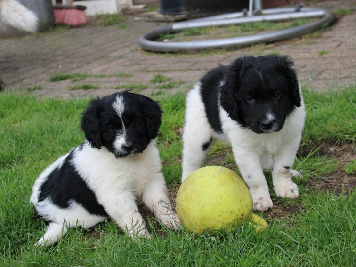 Te koop prachtige Friese stabij puppy's, Dieren en Toebehoren, Honden | Niet-rashonden, Meerdere dieren, Particulier, Meerdere