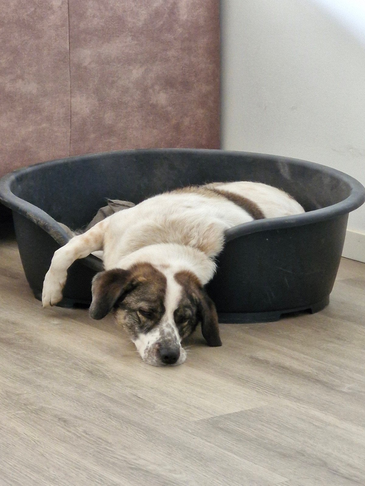 Zeer lieve Roemeense hond, Dieren en Toebehoren, Honden | Niet-rashonden, 6 jaar of ouder, Teef, Eén hond, Nederland