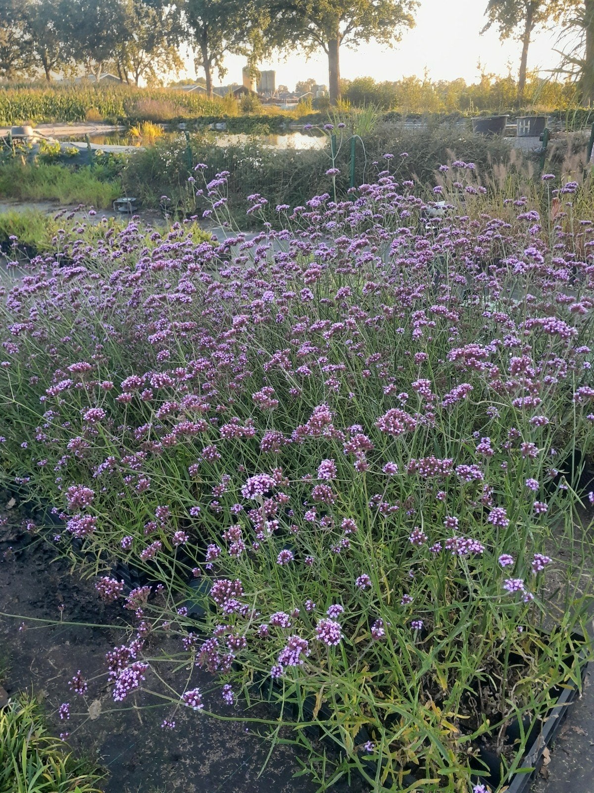 Verbena bonariensis (IJzerhard) in P9 potten, Overige soorten, Volle zon, Vaste plant, Ophalen of Verzenden
