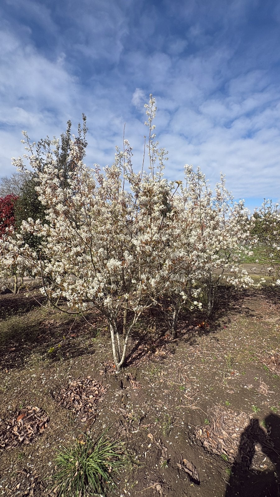 Meerstammige Amelanchier lamarcki in verschillende maten, Ophalen of Verzenden, Volle zon, Overige soorten
