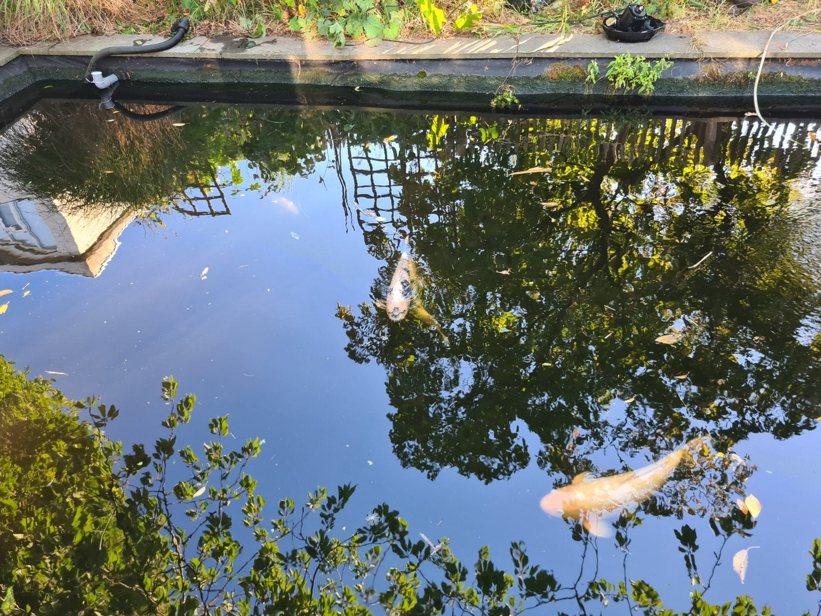 koi vissen te koop, Karper of Koi