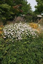 mooie Kalimeris 'Madiva' (Zomeraster) in pot!, Tuin en Terras, Planten | Tuinplanten, Overige soorten, Volle zon, Ophalen