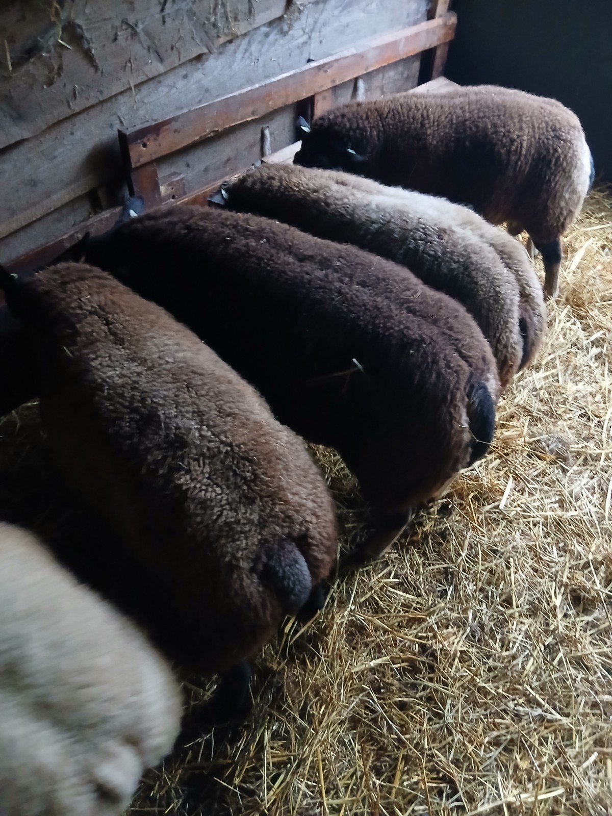 Blauwe Texelaar Dekrammen/Das, Mannelijk, Schaap, 0 tot 2 jaar