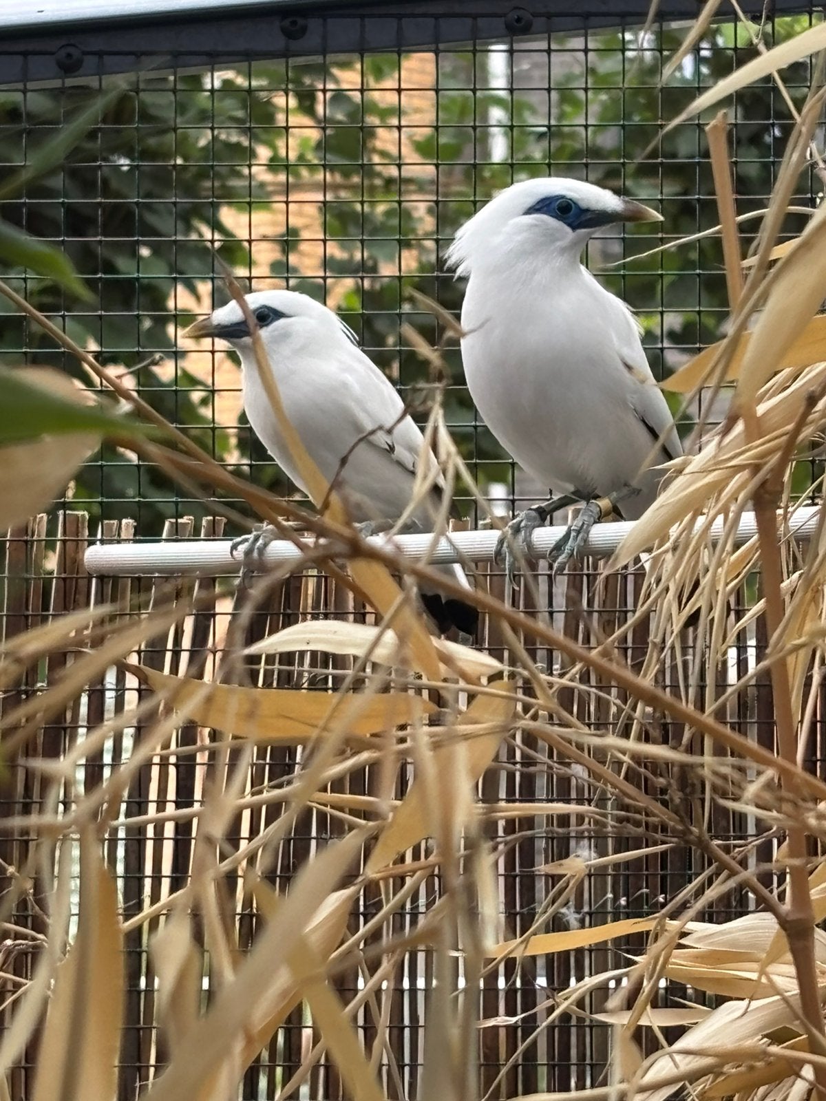 Koppel bali spreeuwen, Dieren en Toebehoren, Vogels | Overige Vogels, Meerdere dieren