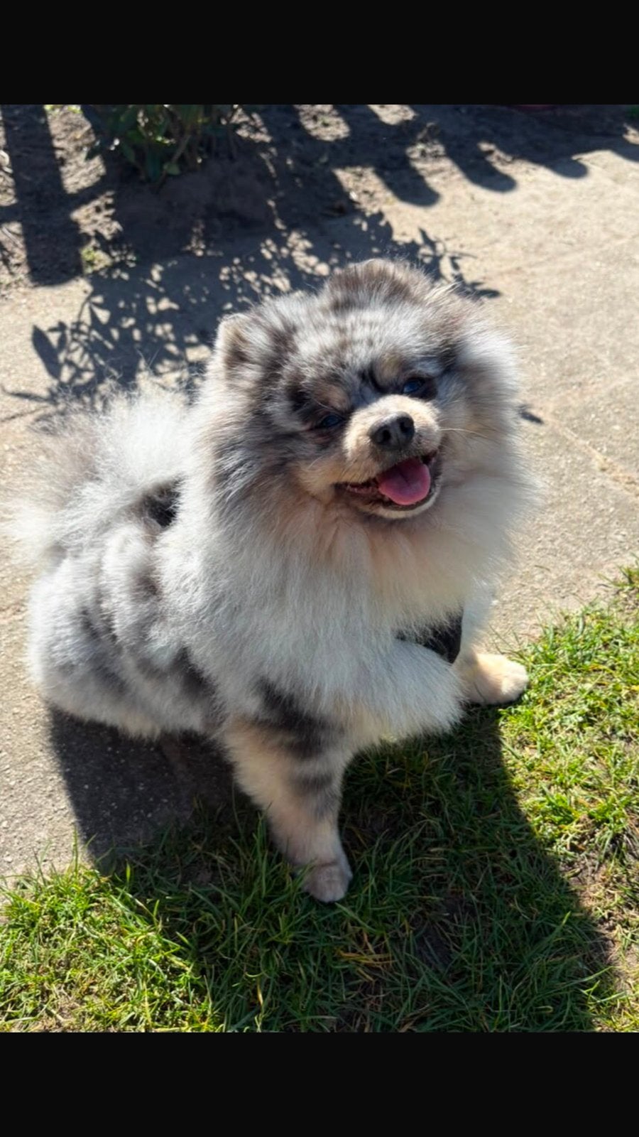 🐾✨ Lieve Pomeriaan merle Dekreu, niet te koop!, Dieren en Toebehoren, Reu, Parvo, Eén hond, 3 tot 5 jaar