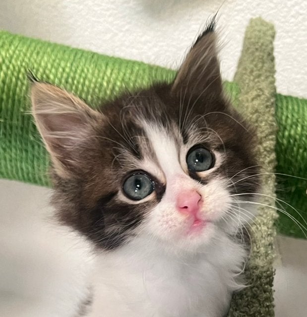 Maine Coon X kitten poesjes, Dieren en Toebehoren, Katten en Kittens | Raskatten | Korthaar, Poes