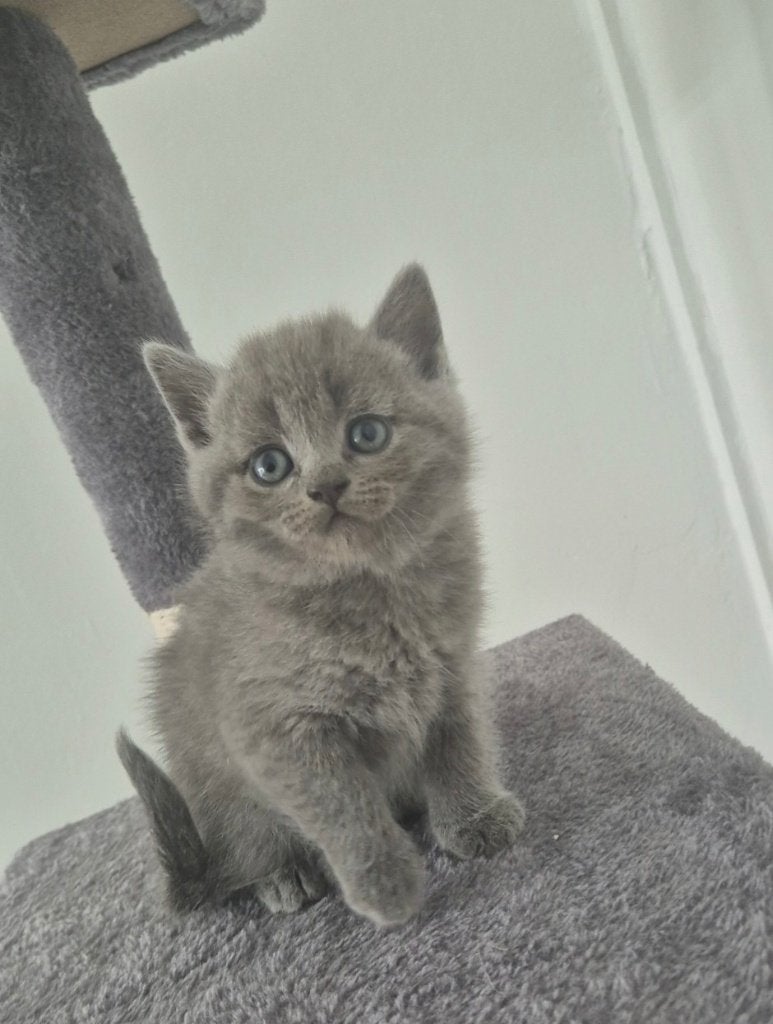 Britse korthaar kitten mag uit het nest!, Meerdere dieren, Met stamboom, 0 tot 2 jaar