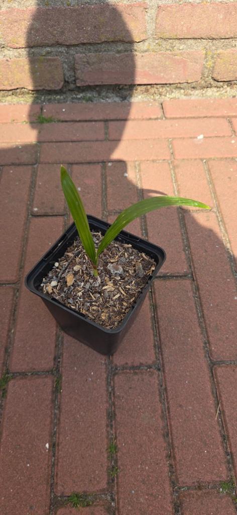 Palmboom Stekjes, Ophalen of Verzenden, Overige soorten, Volle zon