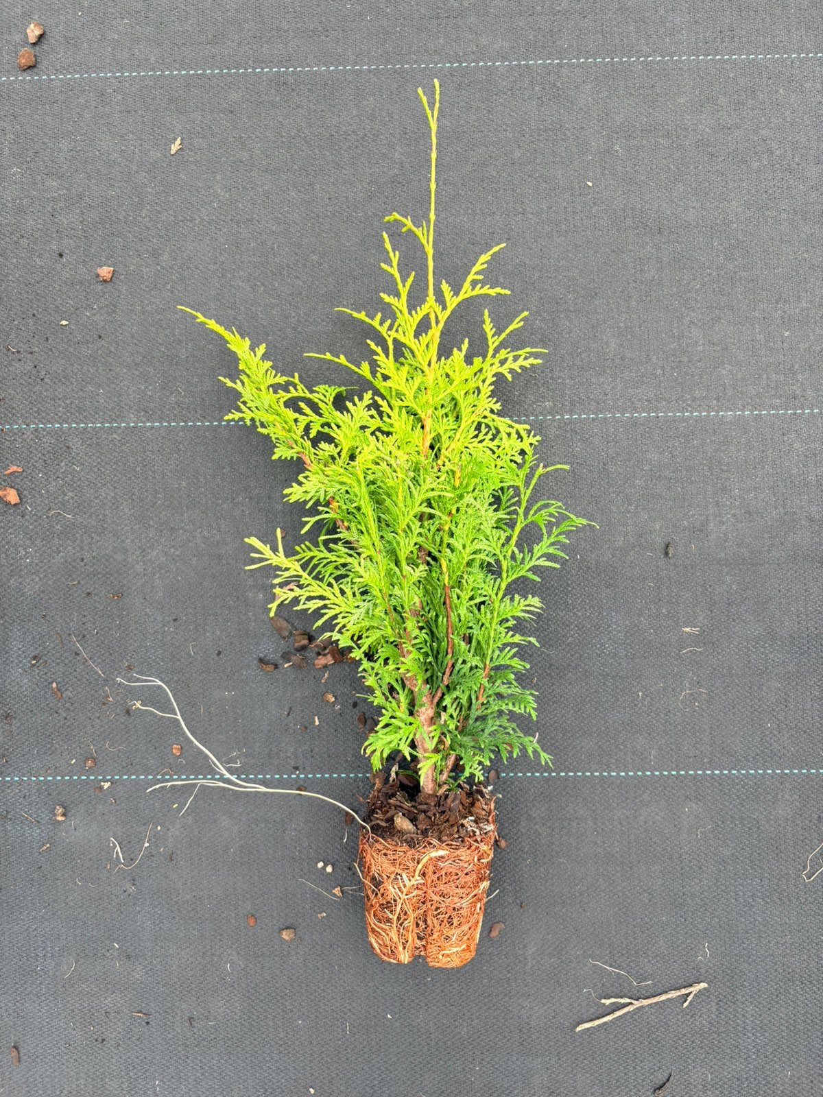 Heg / haag Conifeer Thuja Brabant, Verzenden, Bloeit niet, Overige soorten, Volle zon