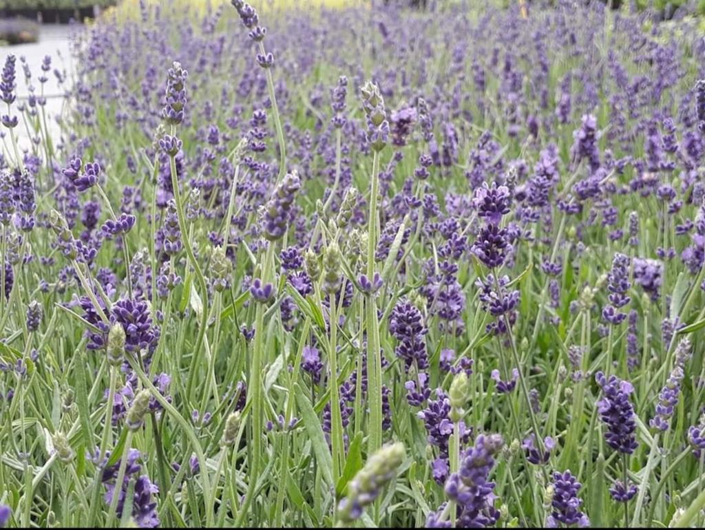 Lavendel planten, Ophalen of Verzenden, Overige soorten, Volle zon