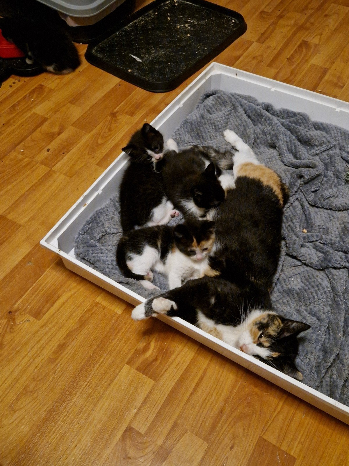 nog twee zwart/witte kittens van 8 weken, Meerdere dieren, Kortharig, 0 tot 2 jaar