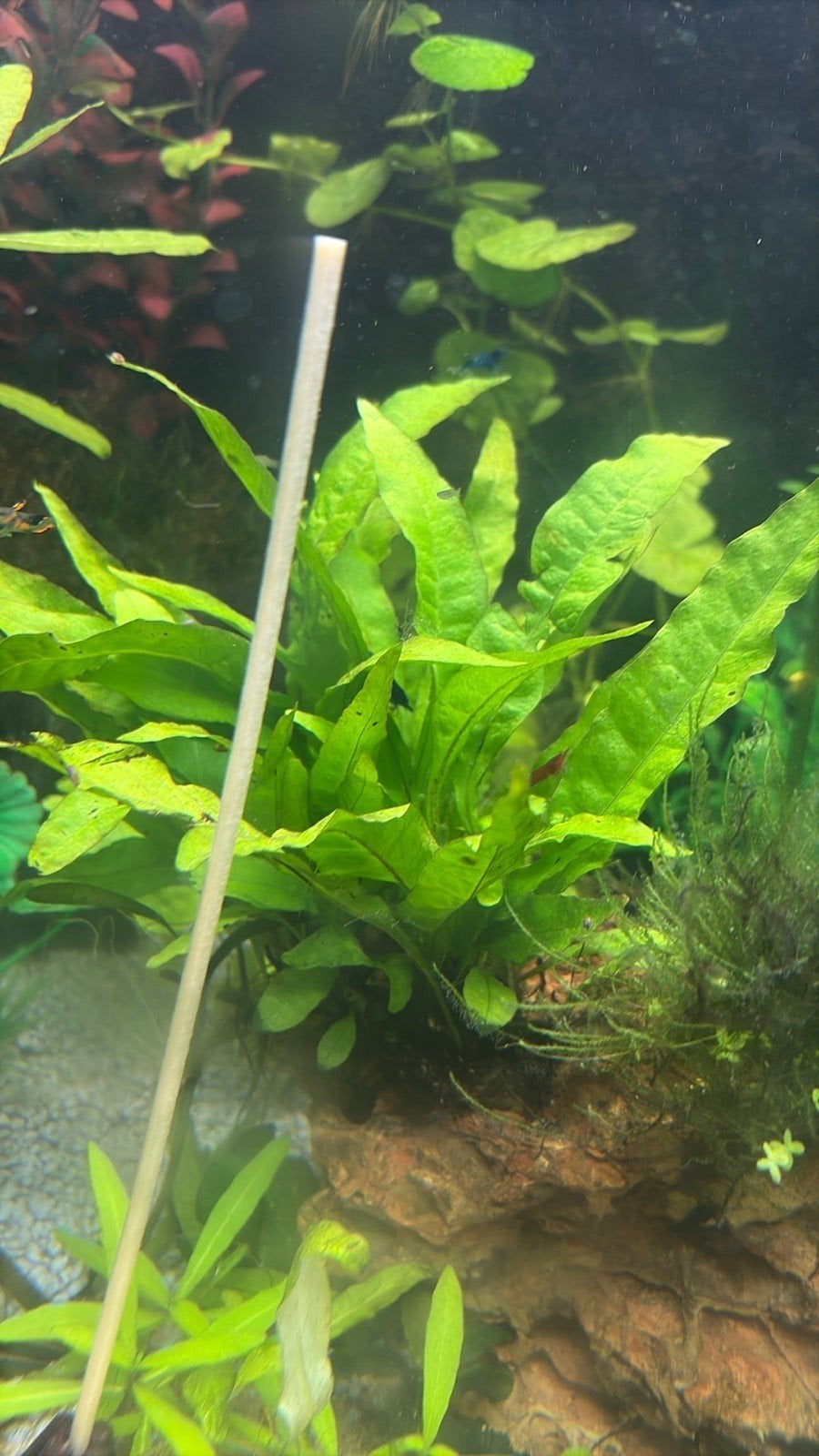 Aquariumplant Javavaren stek, Dieren en Toebehoren, Ophalen, Plant(en), Steen of Hout