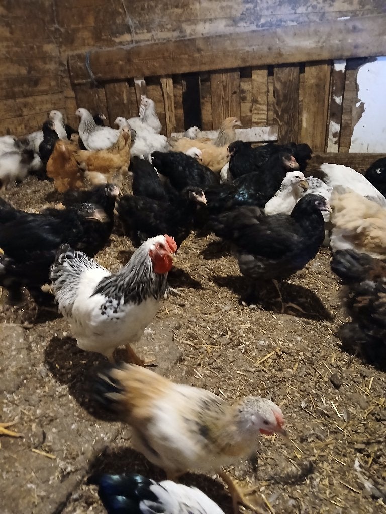 te koop jonge bramha kippen, Vrouwelijk, Kip