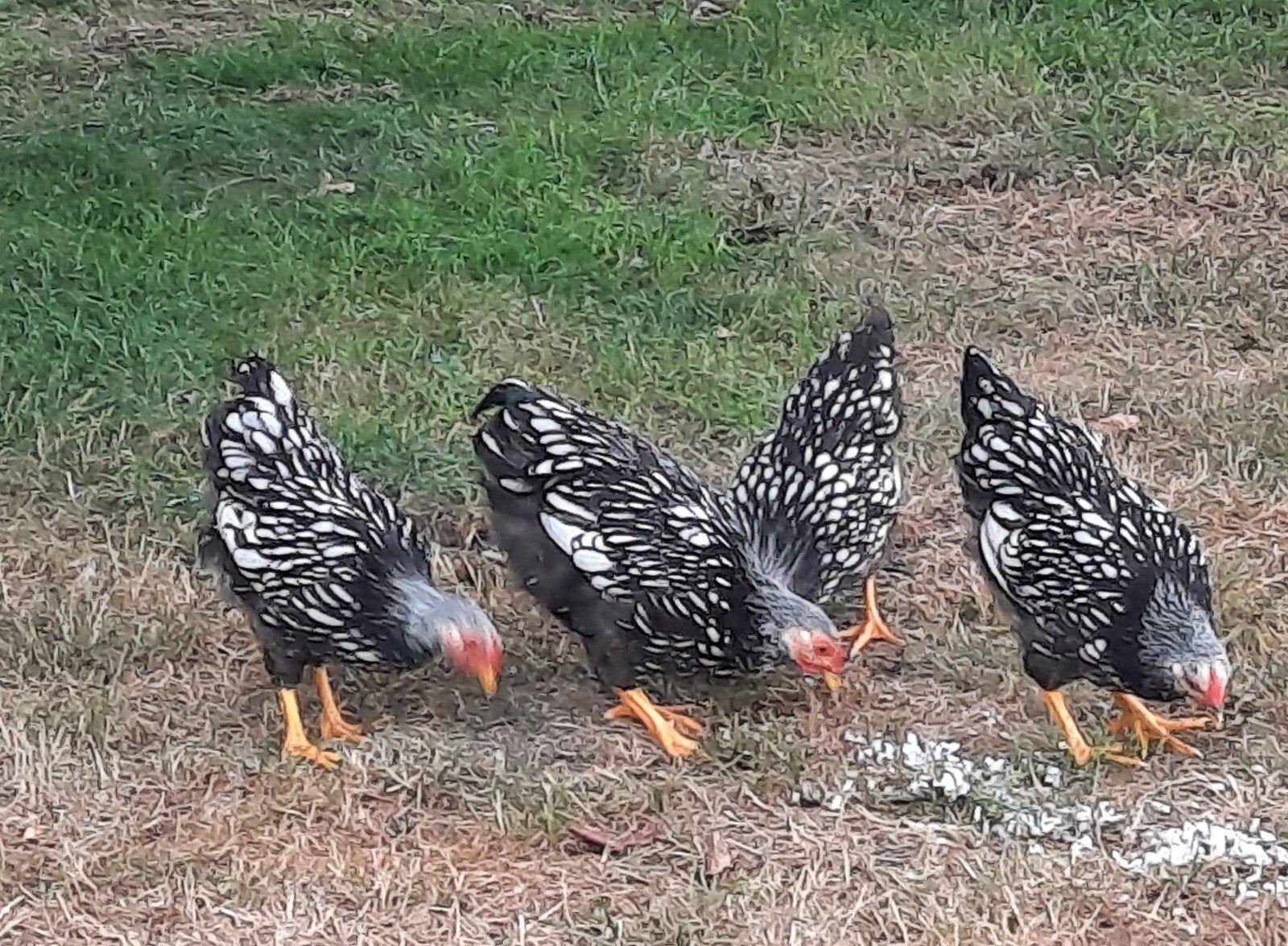 gratis wyandotte kriel zwart gezoomde haantjes, Dieren en Toebehoren, Pluimvee, Mannelijk, Kip