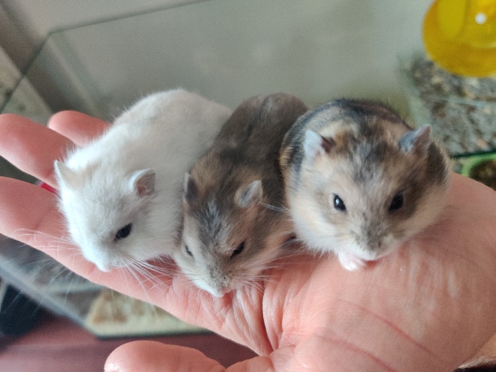 Tamme dwerghamsters uit het hamsterhuis, Hamster, Augustus, Meerdere dieren, Tam