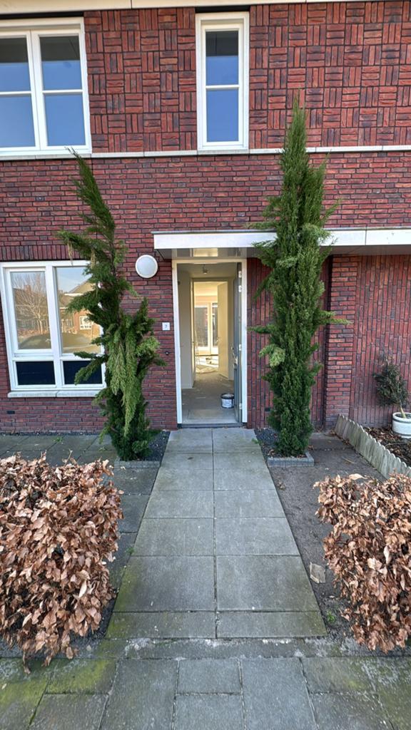 2 Italiaanse cipres bomen GRATIS op te halen!, Tuin en Terras, Planten | Bomen, Ophalen, Volle zon, Overige soorten