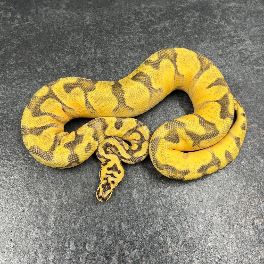 0.1 Super Enchi Pastel OD YB 100% dh DG Clown, Ball Python, Slang, 0 tot 2 jaar