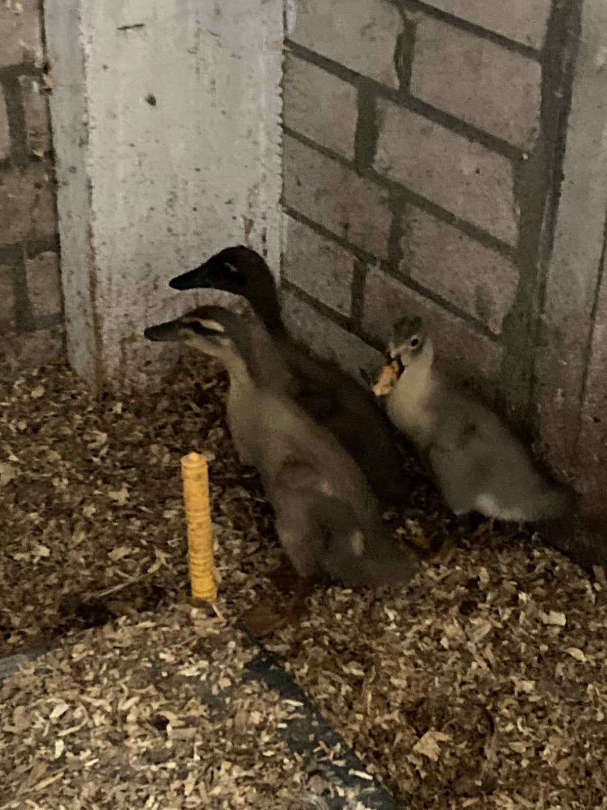 Jonge loopeenden, Dieren en Toebehoren, Meerdere dieren, Eend