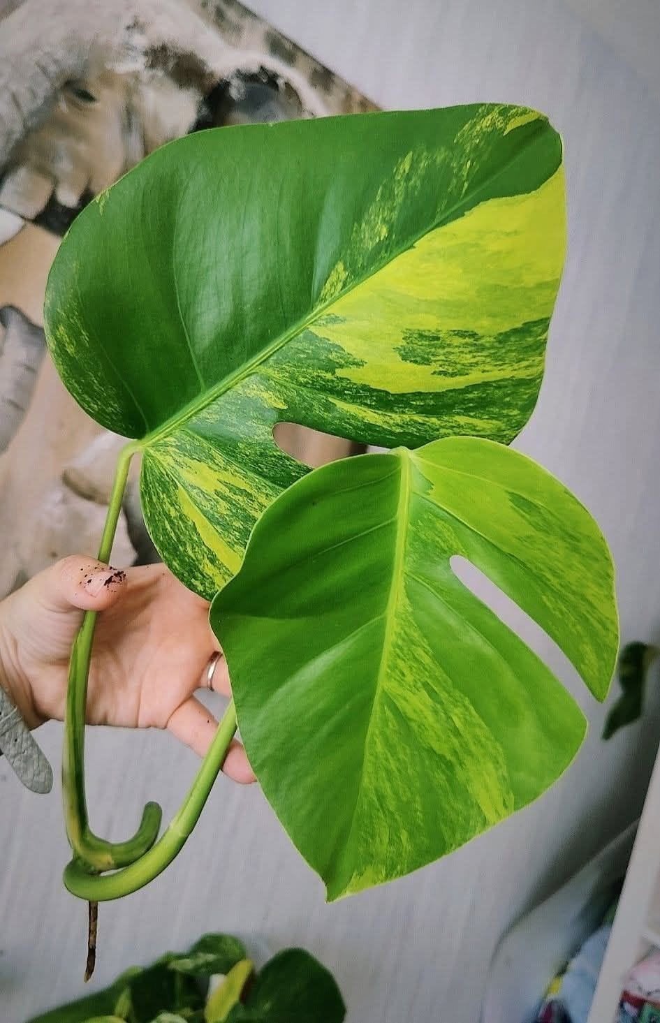 Monstera Aurea yellow variegata kopstek, Ophalen, Halfschaduw, Minder dan 100 cm