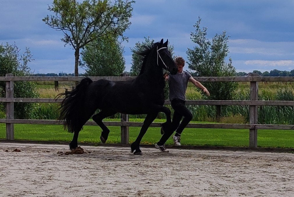 Fraaie Friese 5-jarige merrie (Pier 448 x Jesse 435), Dieren en Toebehoren, Merrie, Dressuurpaard, 3 tot 6 jaar, 160 tot 165 cm