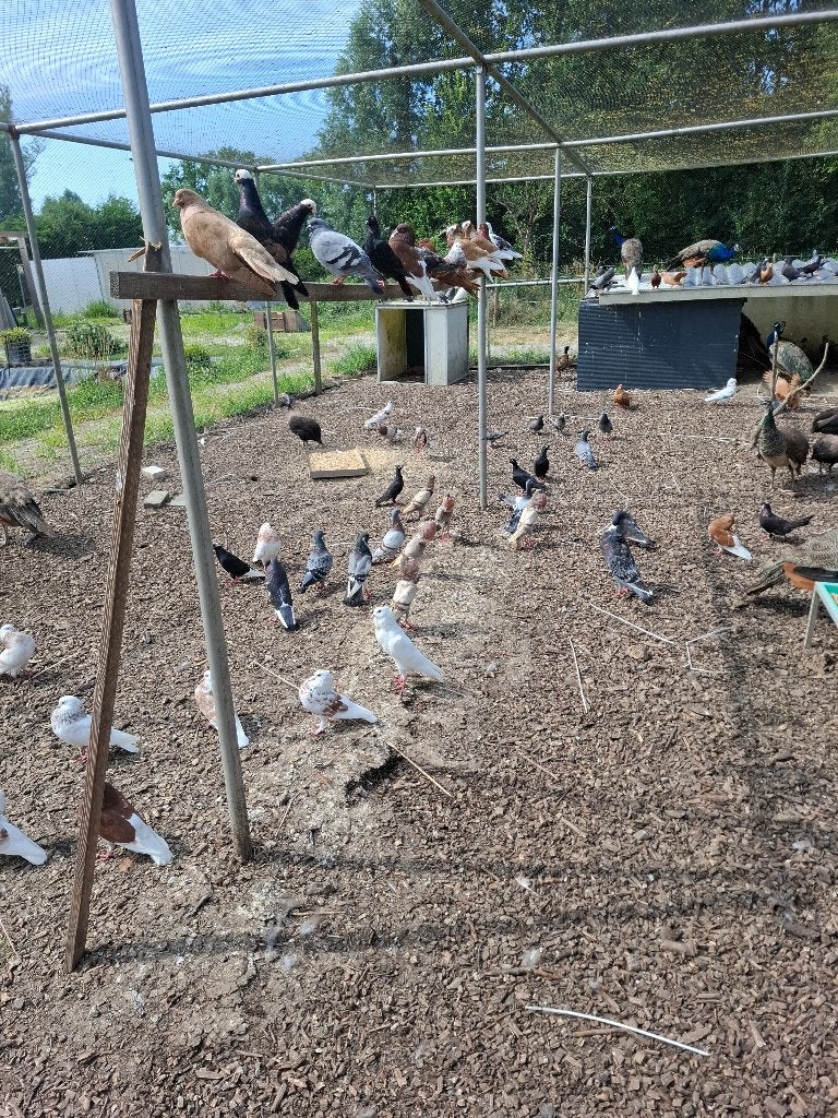 Ruime keuze sierduiven, Meerdere dieren, Overige soorten