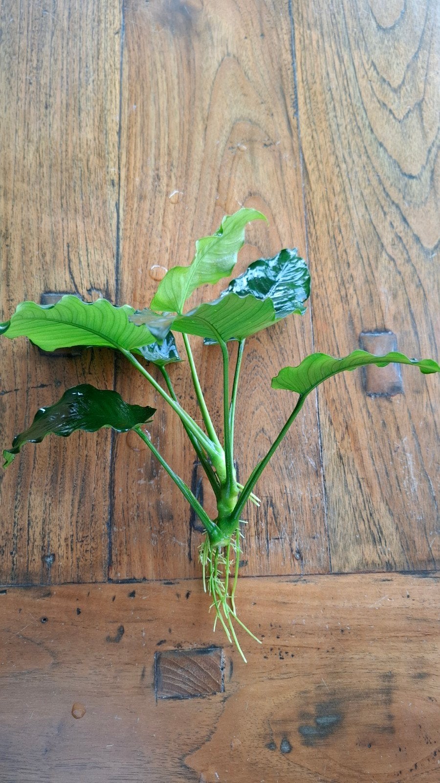 Anubias Barteri - Sterke aquariumplant, Ophalen, Nieuw, Plant(en), Steen of Hout