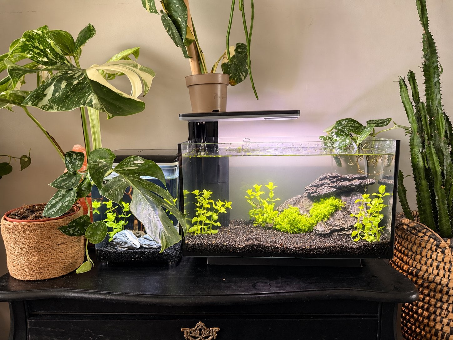Gevuld aquarium, Ophalen, Zo goed als nieuw, Gevuld zoetwateraquarium