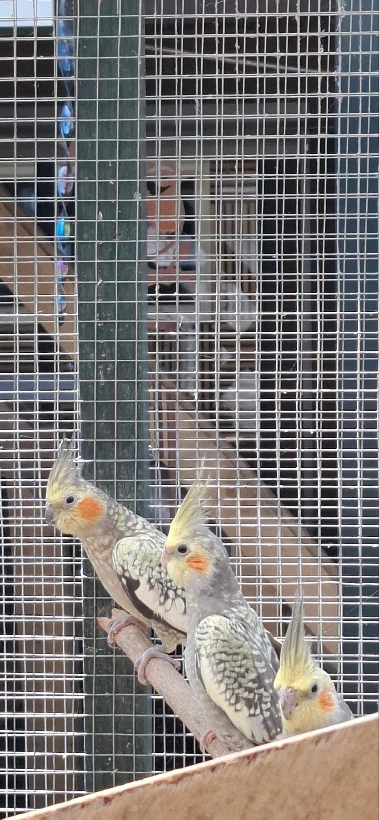 Parkieten te koop, Dieren en Toebehoren, Vogels | Parkieten en Papegaaien, Meerdere dieren, Parkiet