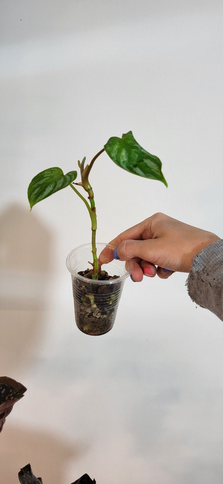Philodendron mamei, Huis en Inrichting, Kamerplanten, Ophalen of Verzenden, Halfschaduw, Minder dan 100 cm