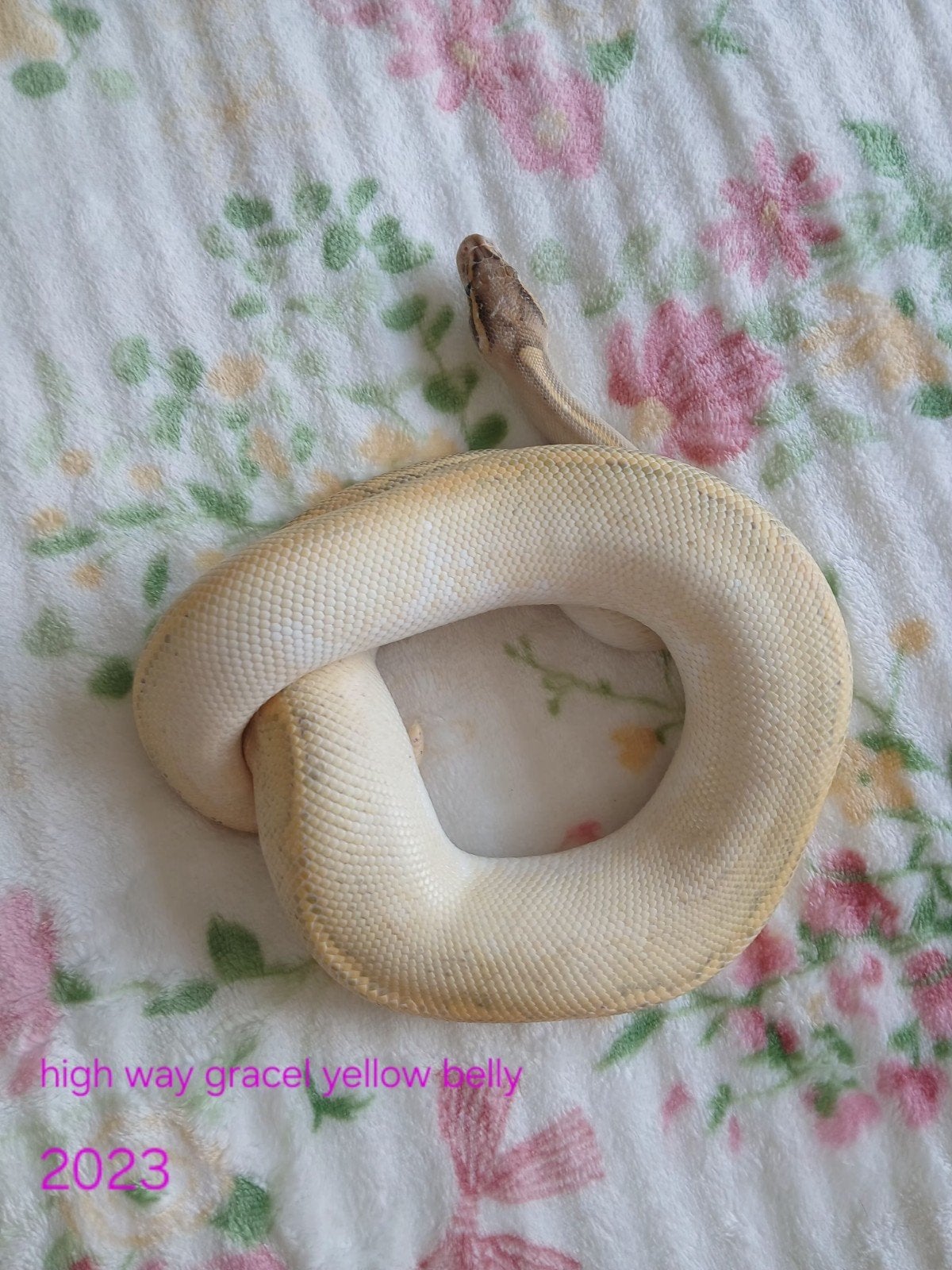 koningspython dames volwassen Ball Python photo 7