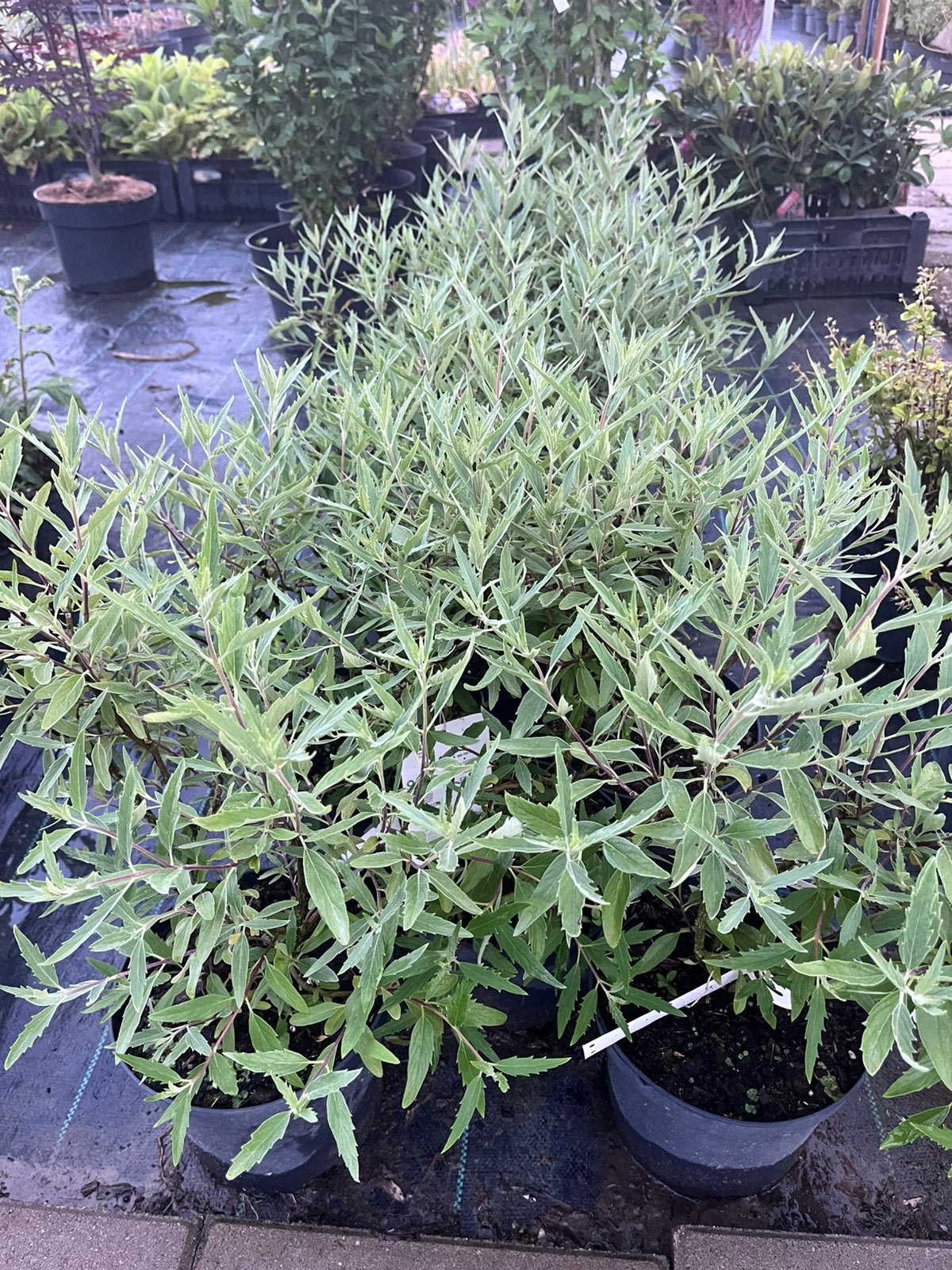 Caryopteris clandonensis 'Heavenly Blue' / Blauwbaard, Ophalen of Verzenden, Overige soorten, Halfschaduw