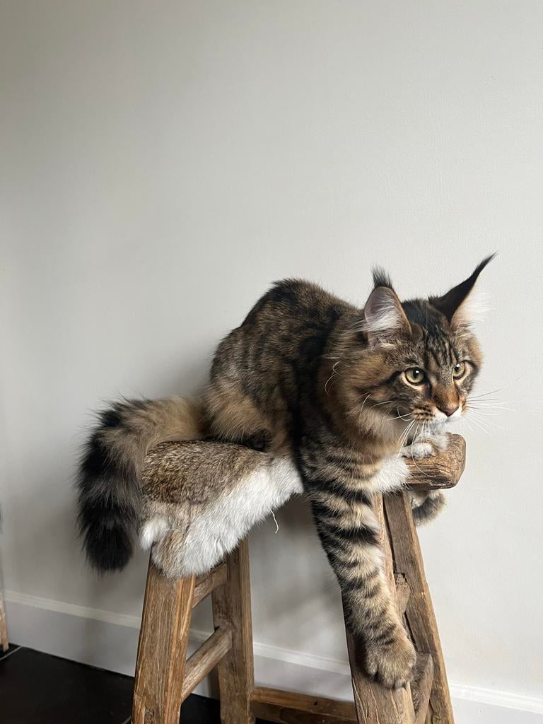 Maine coon poesje met stamboom, Dieren en Toebehoren, Katten en Kittens | Raskatten | Langhaar, Poes, Met stamboom, 0 tot 2 jaar