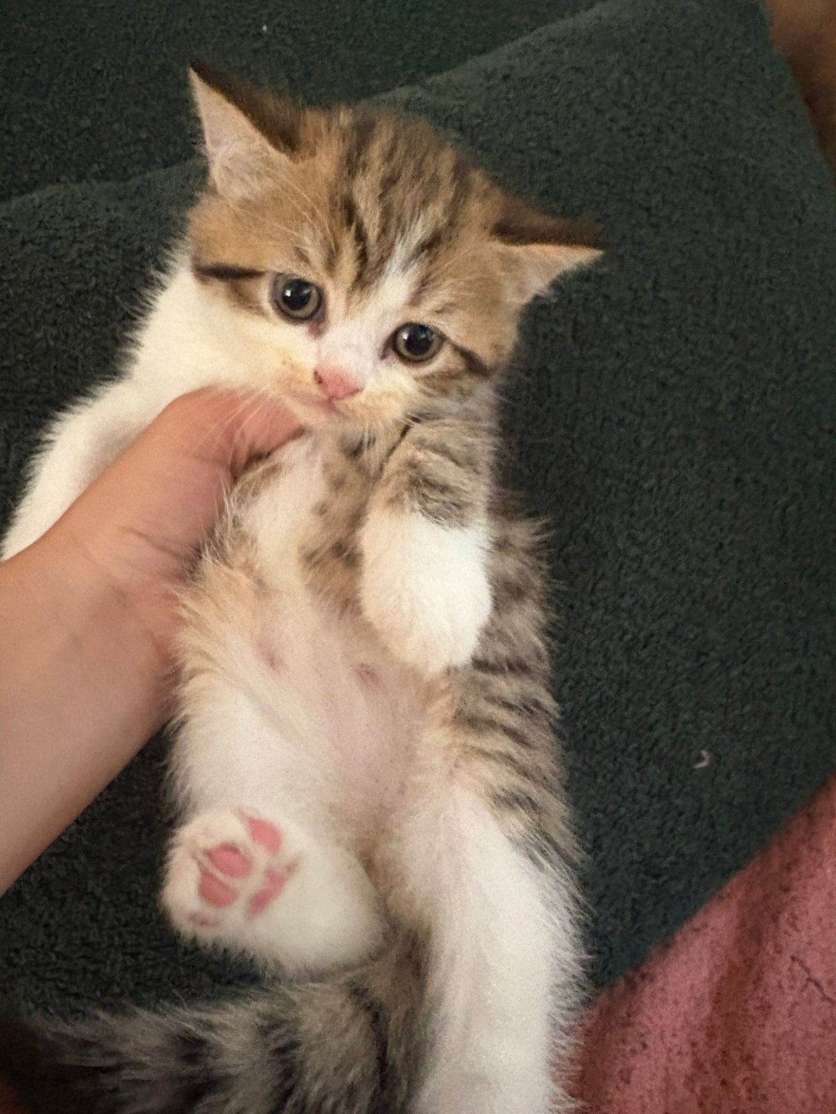 Prachtige Britse korthaar kittens, Dieren en Toebehoren, Meerdere dieren, Ontwormd, 0 tot 2 jaar