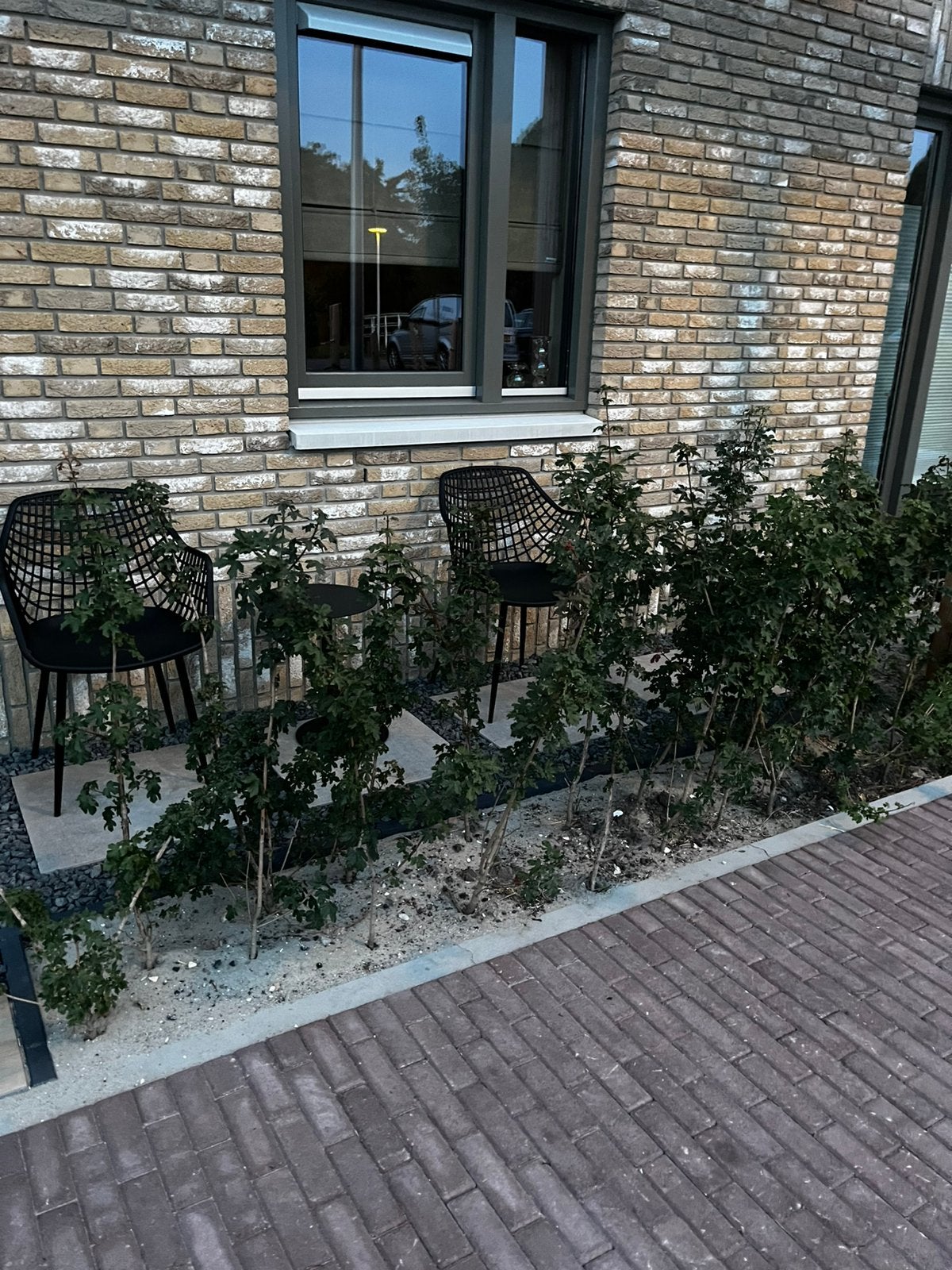 Haagplanten, Ophalen, Haag