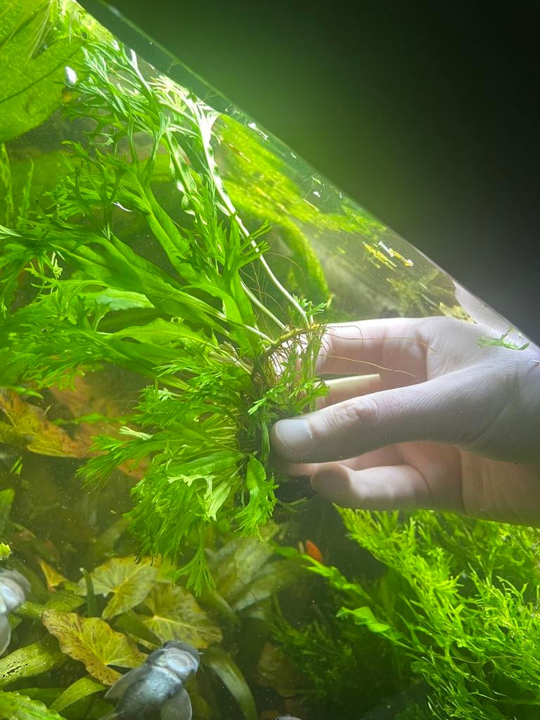 Plant stekken, Dieren en Toebehoren, Vissen | Aquaria en Toebehoren, Ophalen of Verzenden, Nieuw, Plant(en), Steen of Hout