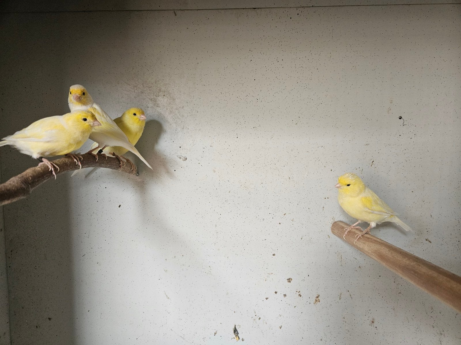 te koop kanaries, Dieren en Toebehoren, Vogels | Kanaries, Meerdere dieren, Kleurkanarie